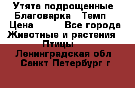 Утята подрощенные “Благоварка“,“Темп“ › Цена ­ 100 - Все города Животные и растения » Птицы   . Ленинградская обл.,Санкт-Петербург г.